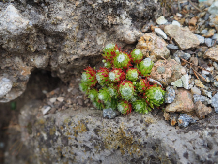 Sempervivum x barbulatum ´Hookeri´
